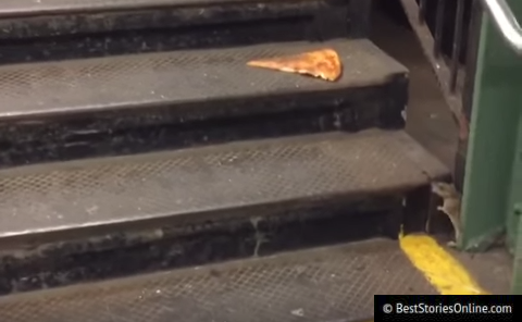 Pizza Rat defeated, unable to carry the slice any further.